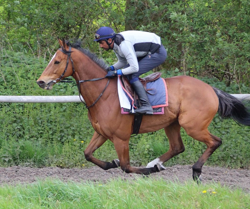 Arvin Chadee- Racing Groom, Horse Racing